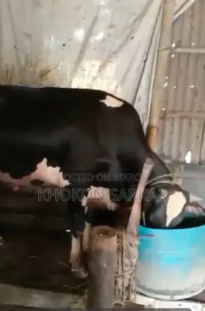 আমাদের কাছে এগুলো ন্যাচারাল এবং ফরমালিন মুক্ত