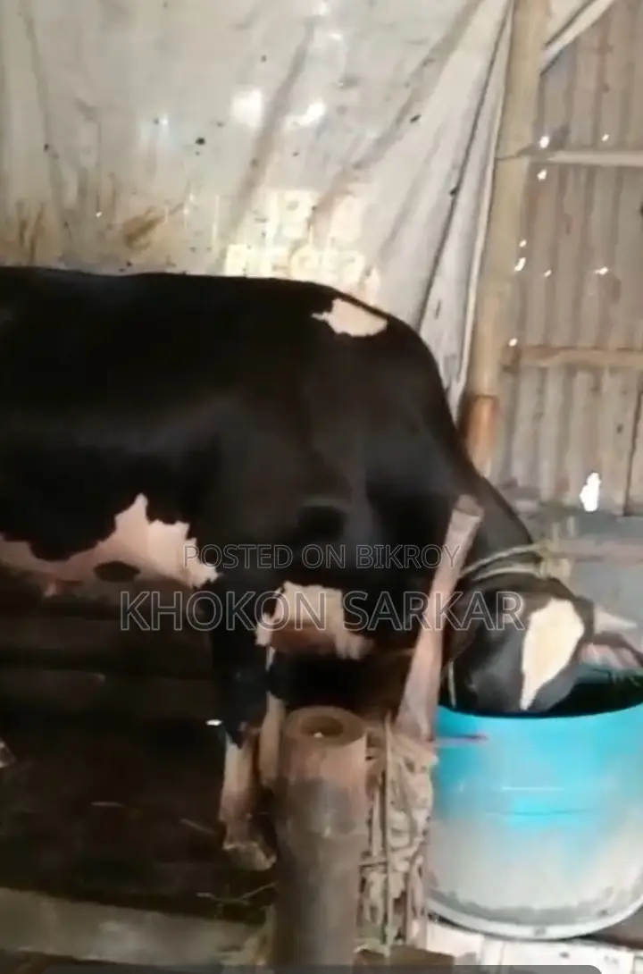 আমাদের কাছে এগুলো ন্যাচারাল এবং ফরমালিন মুক্ত