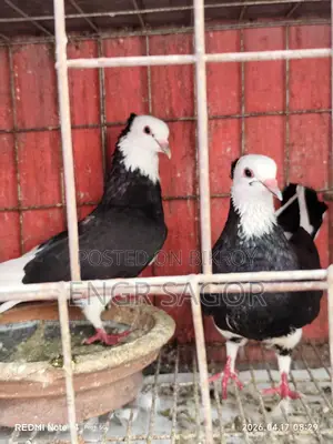 রাজগোল্লা রানিং কেয়ার