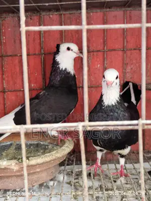 রাজগোল্লা রানিং কেয়ার