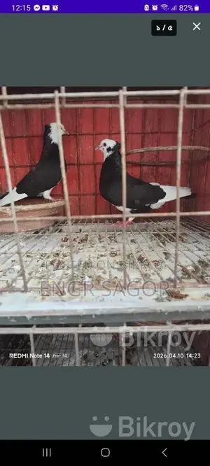 রাজগোল্লা রানিং কেয়ার
