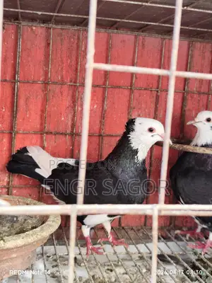 রাজগোল্লা রানিং কেয়ার