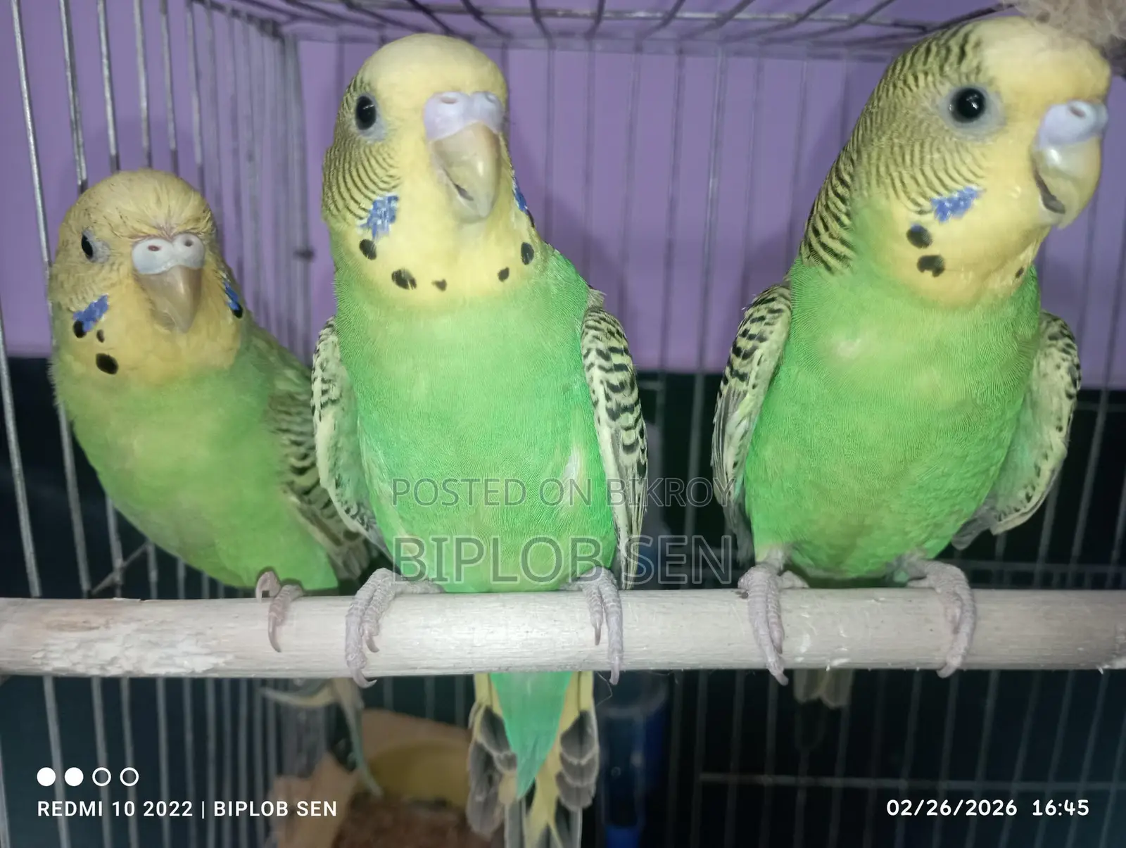 Bazigar birds for sale