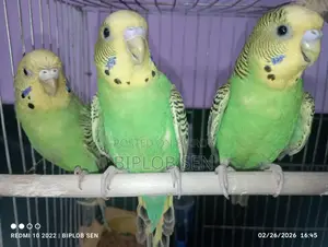 Bazigar birds for sale