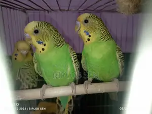 Bazigar birds for sale
