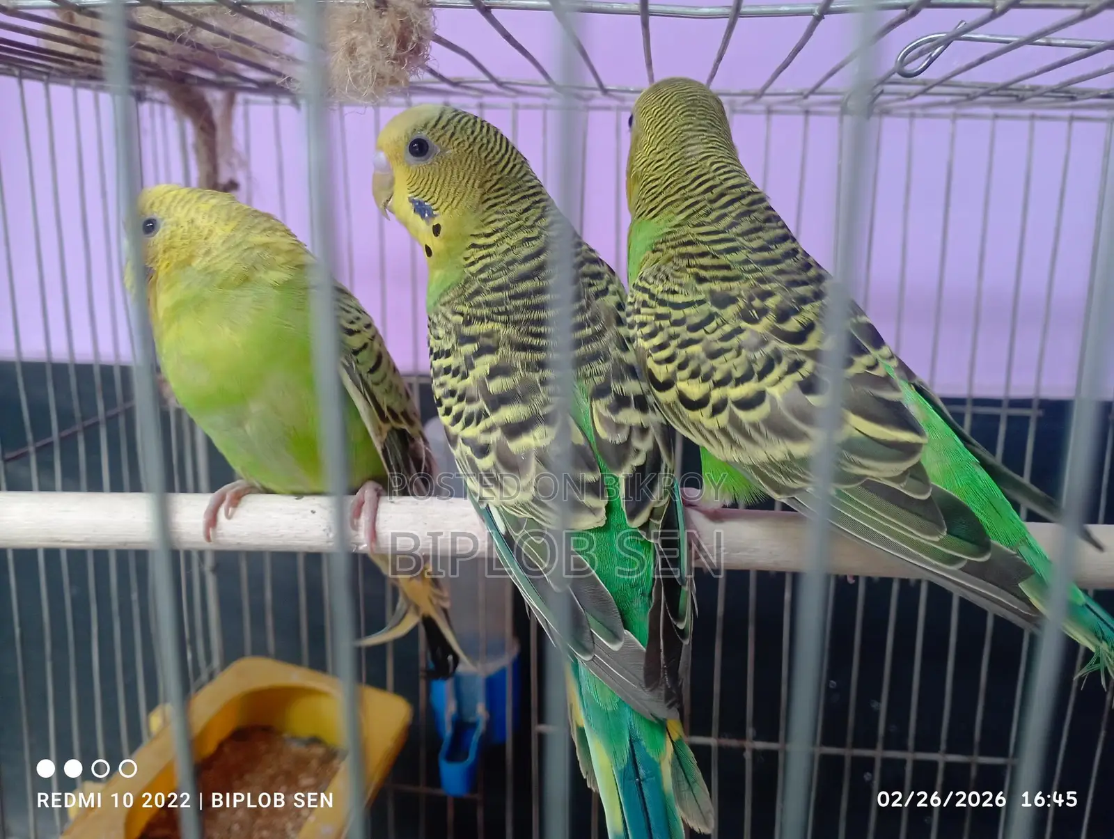Bazigar birds for sale