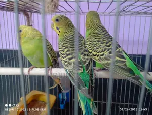 Bazigar birds for sale