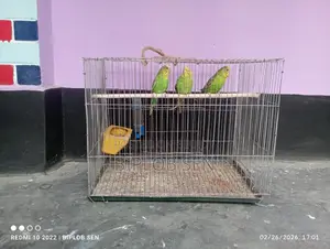 Bazigar birds for sale