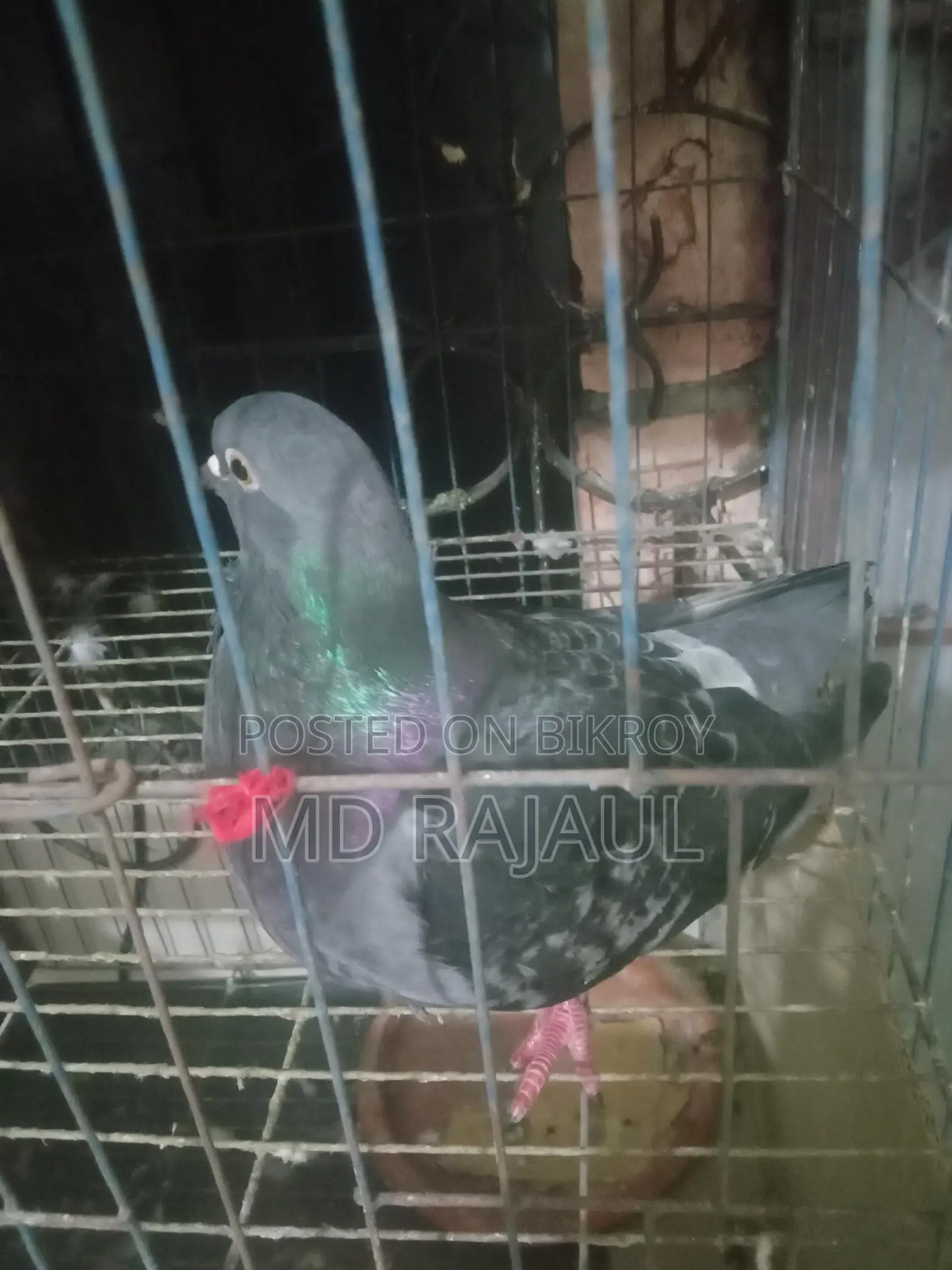 1 Pair of Pigeons