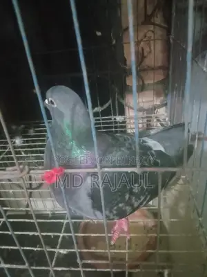 ১ জোড়া কবুতর