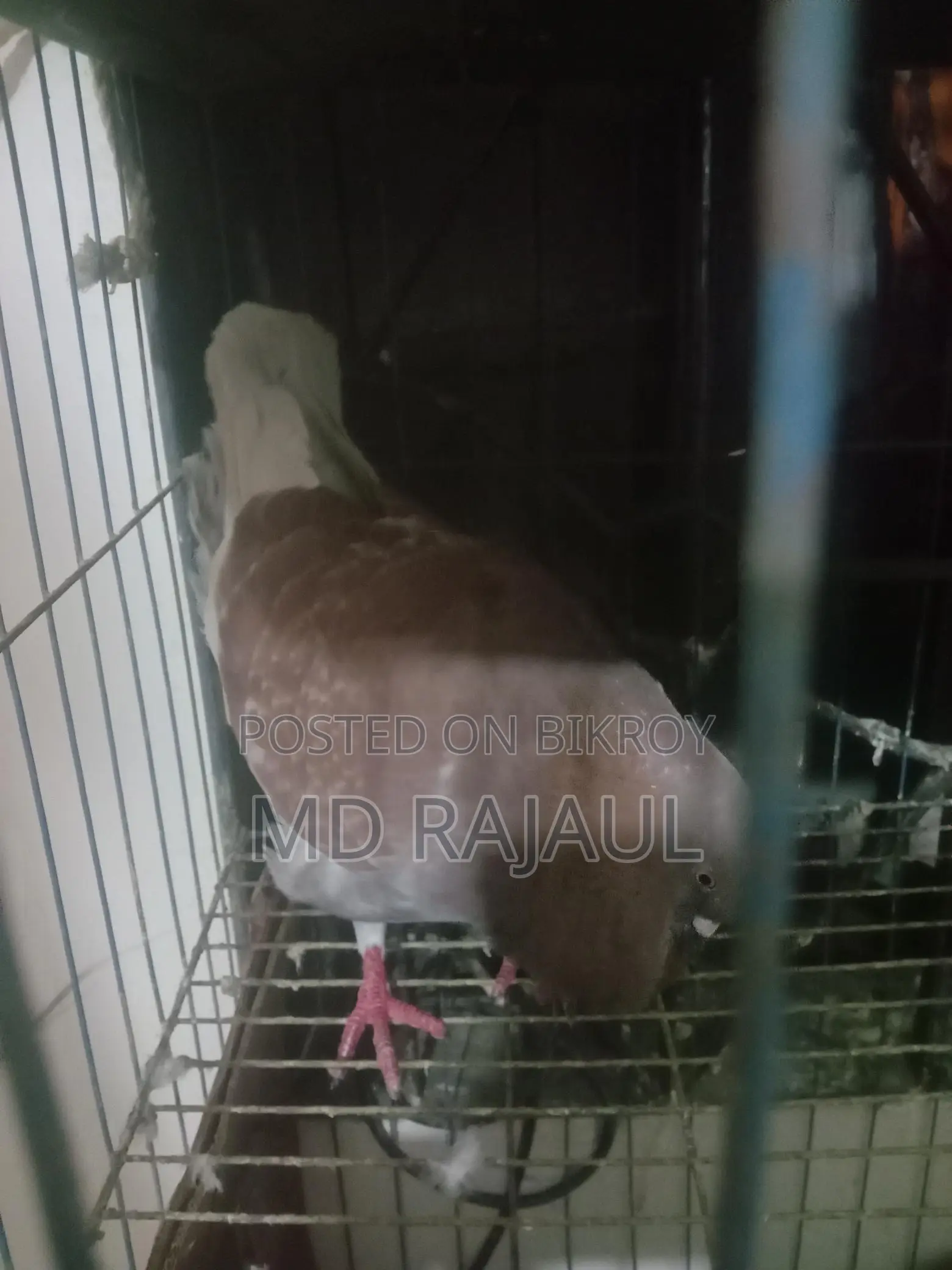 1 Pair of Pigeons