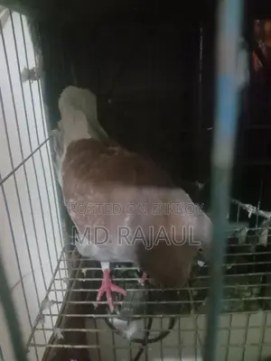 1 Pair of Pigeons