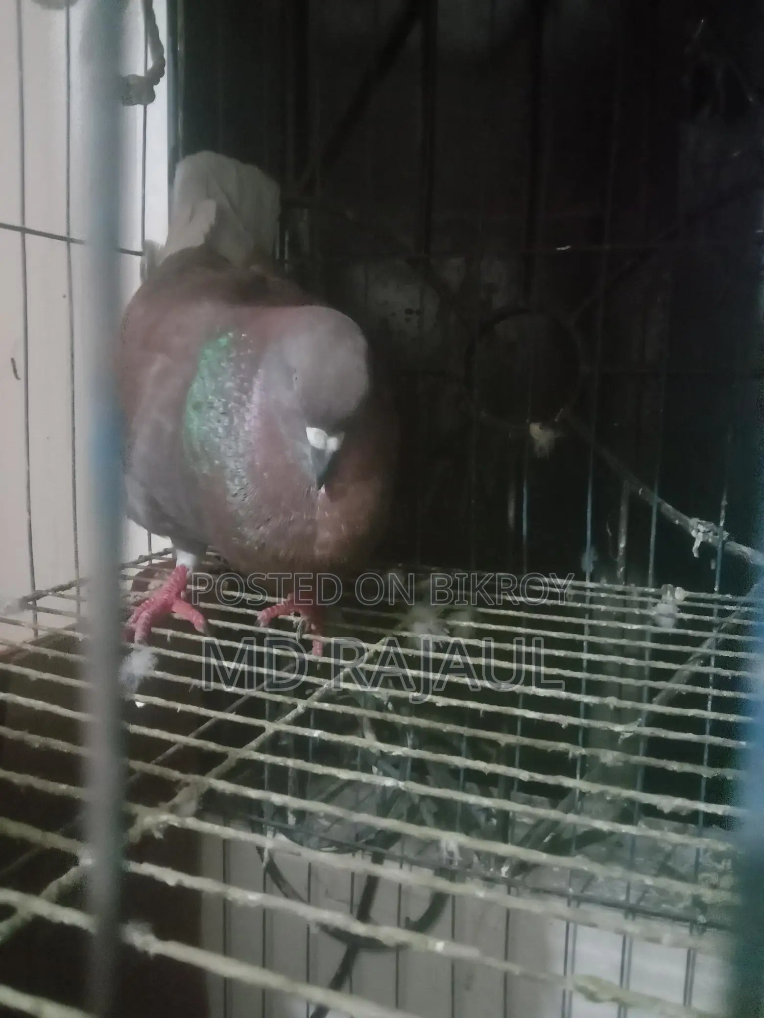 1 Pair of Pigeons