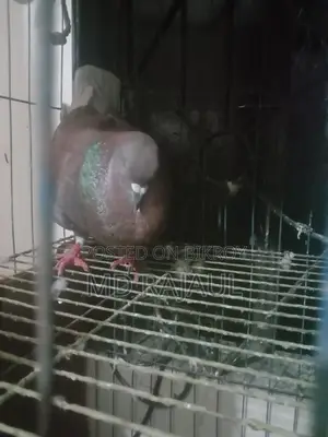 1 Pair of Pigeons