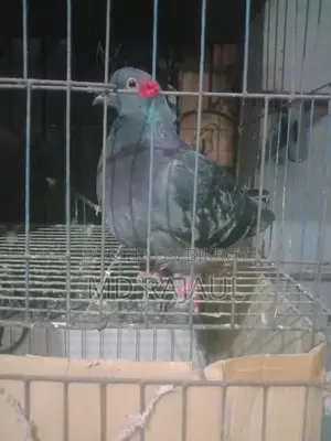 1 Pair of Pigeons