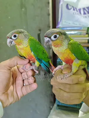 গ্রীনচেক কুনুর