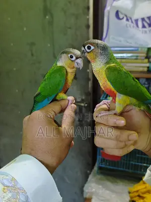 গ্রীনচেক কুনুর