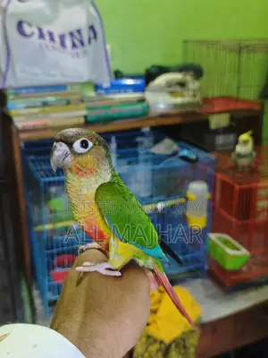 গ্রীনচেক কুনুর