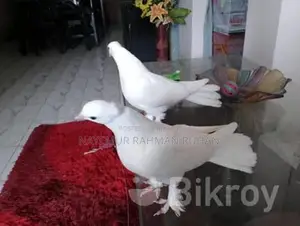 Lakkha Pigeon