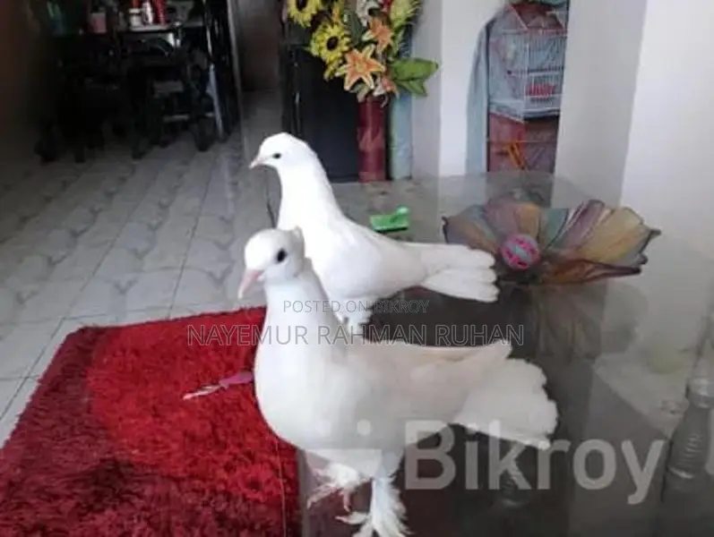 Lakkha Pigeon