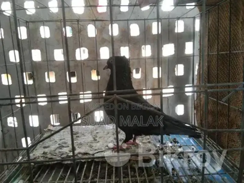 Pigeons for Sale