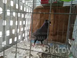Pigeons for Sale
