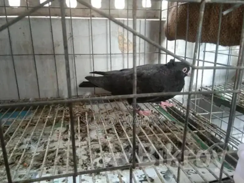 Pigeons for Sale