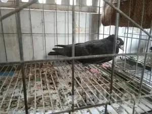 Pigeons for Sale