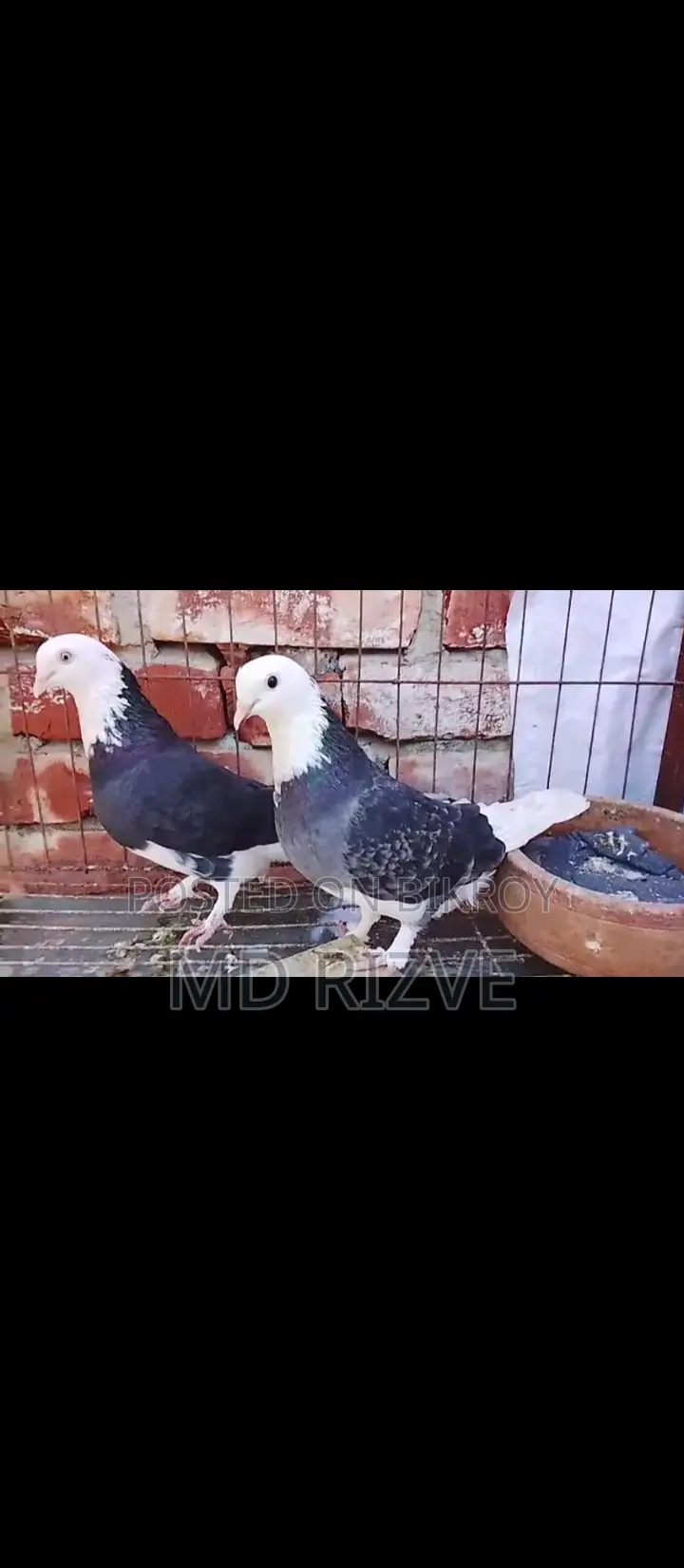 Gorrah Pigeons