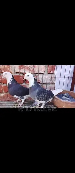 Gorrah Pigeons