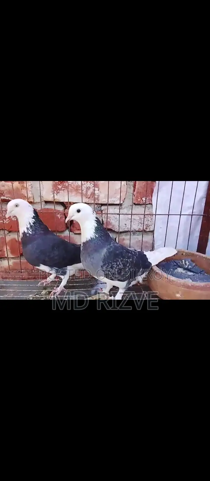 Gorrah Pigeons