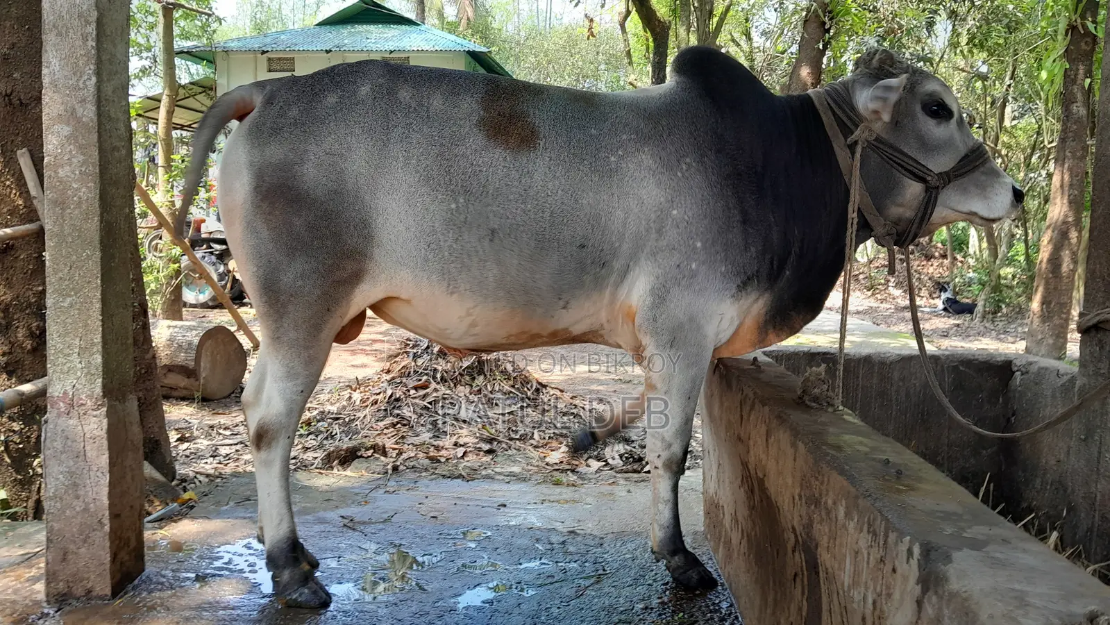 Selling My Cow - Interested Buyers Please Contact