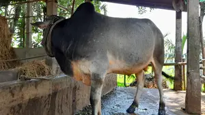 Selling My Cow - Interested Buyers Please Contact