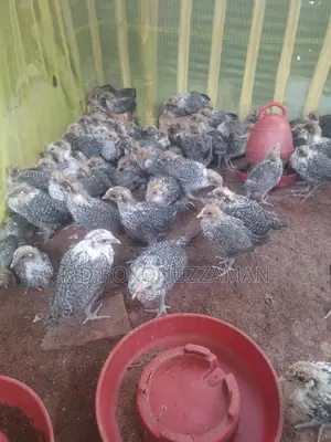ফাউমি মুরগীর বাচ্চা