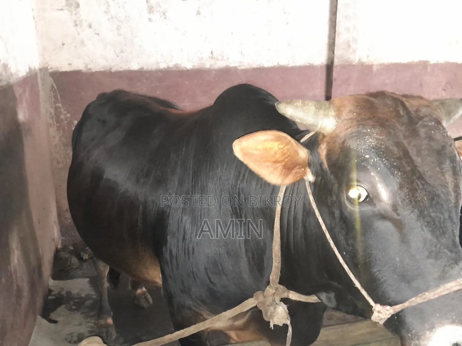 Cow for Sale