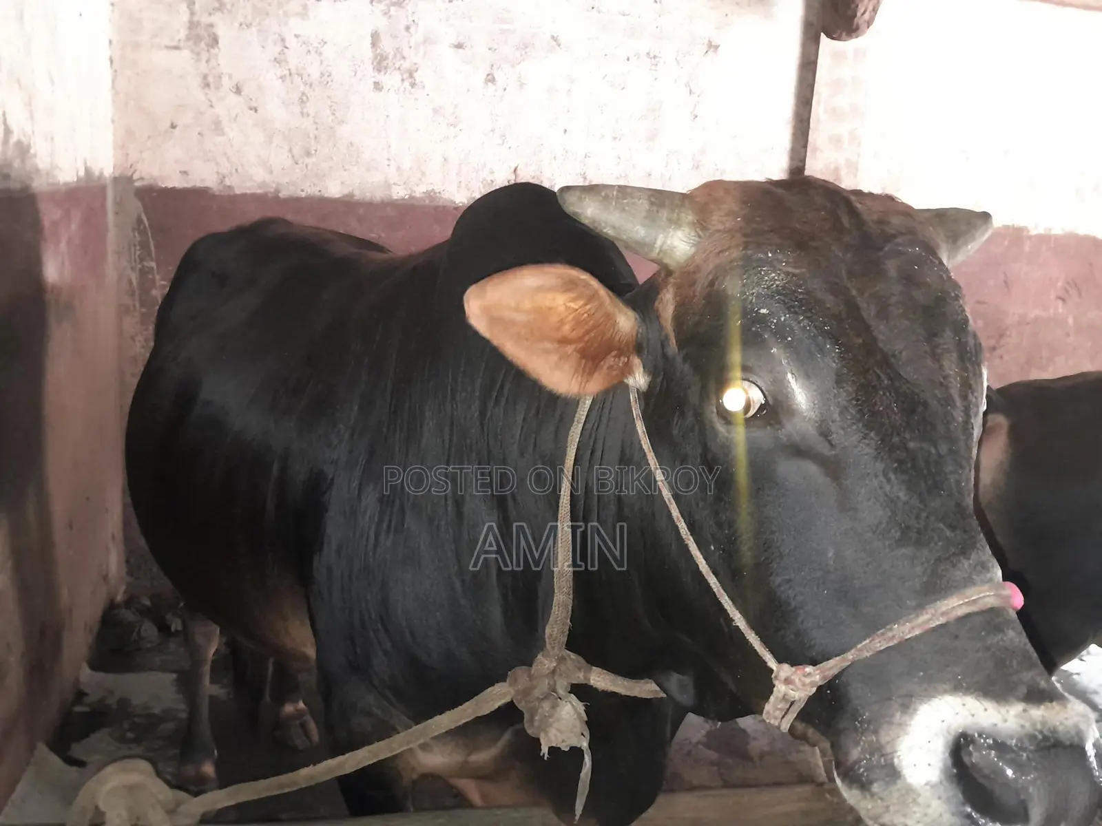 Cow for Sale