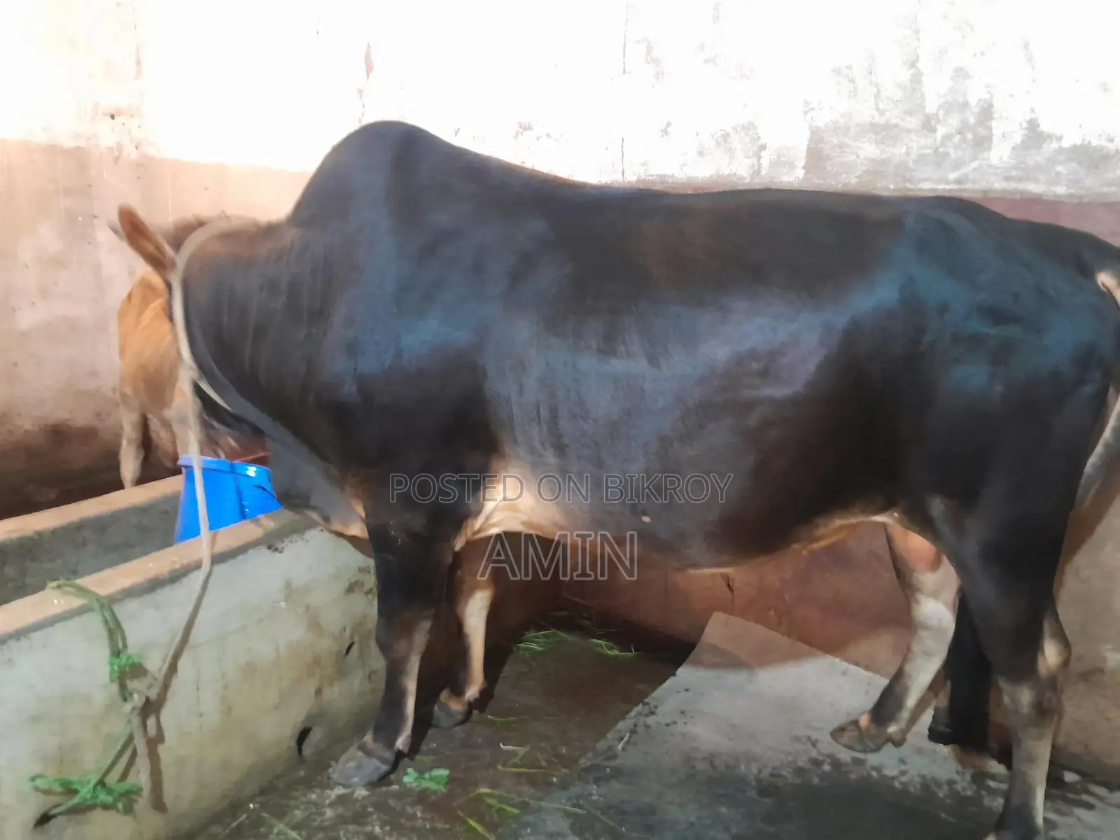 Cow for Sale