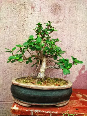 China banyan tree bonsai age three years