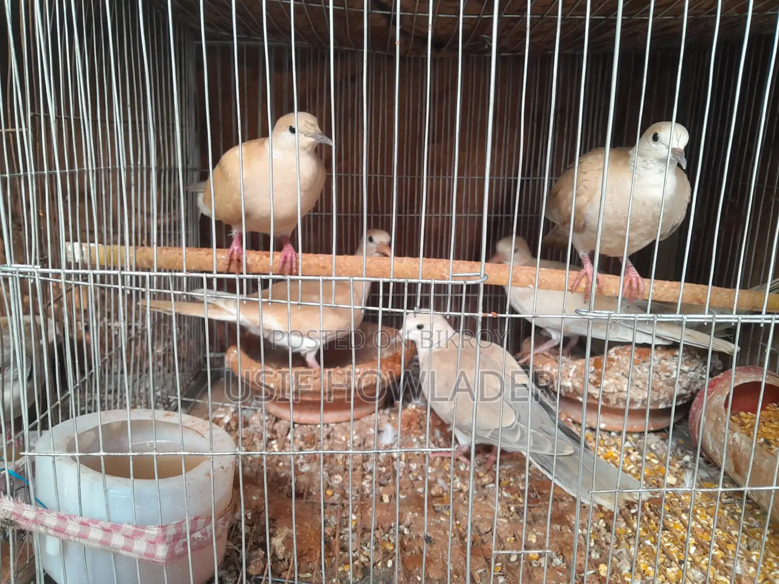 Dove Bird