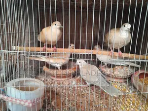 Dove Bird