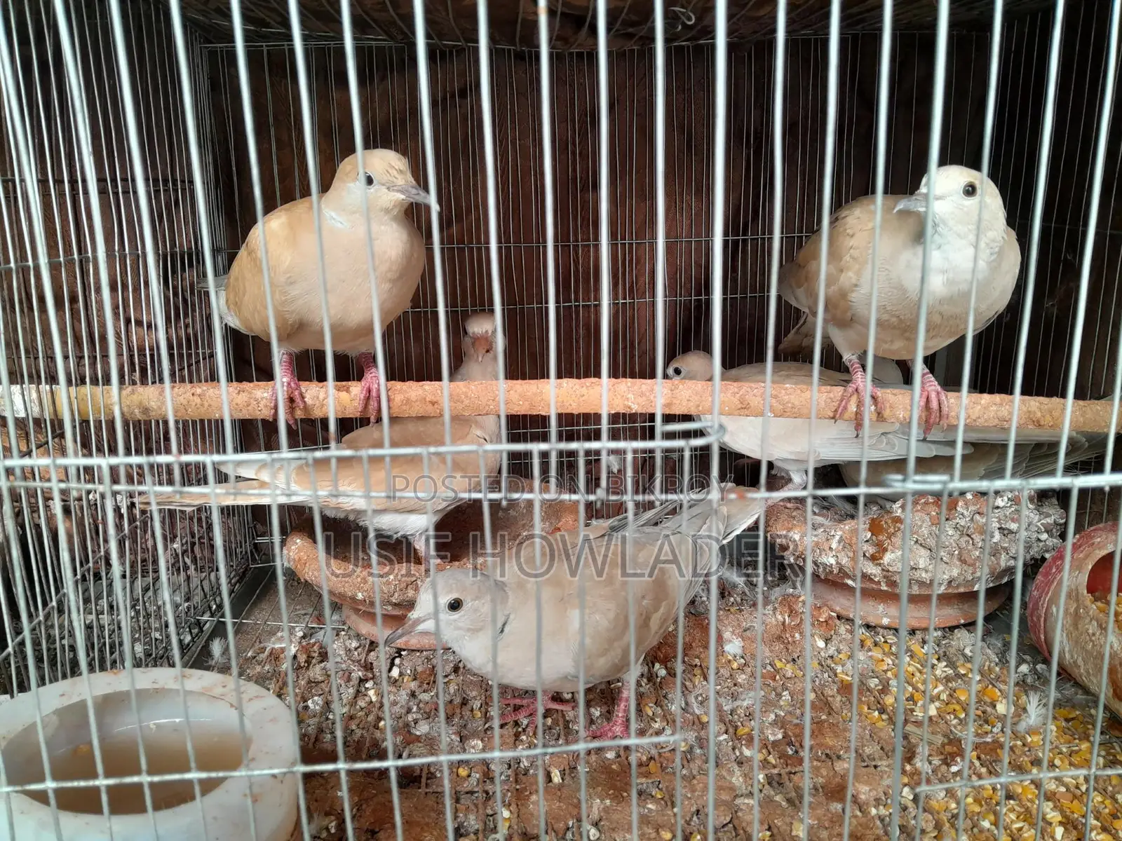 Dove Bird