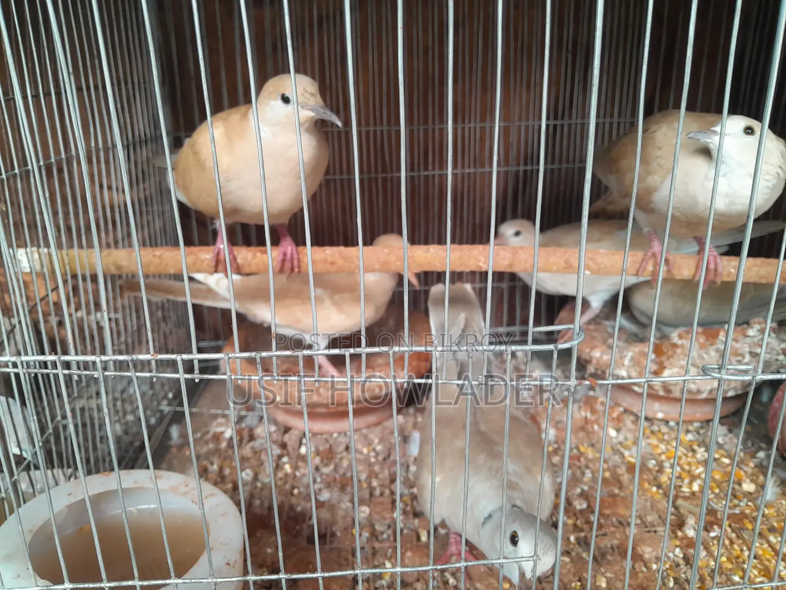 Dove Bird