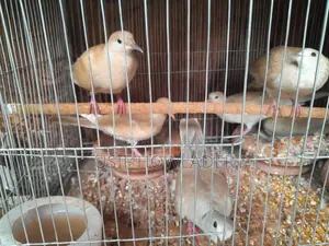 Dove Bird