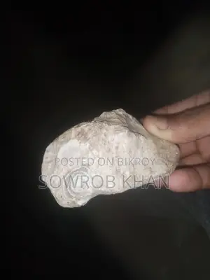 ৫ কোটি বছর আগে ফসিল বা লাইমস্টোন বিক্রি করা হবে