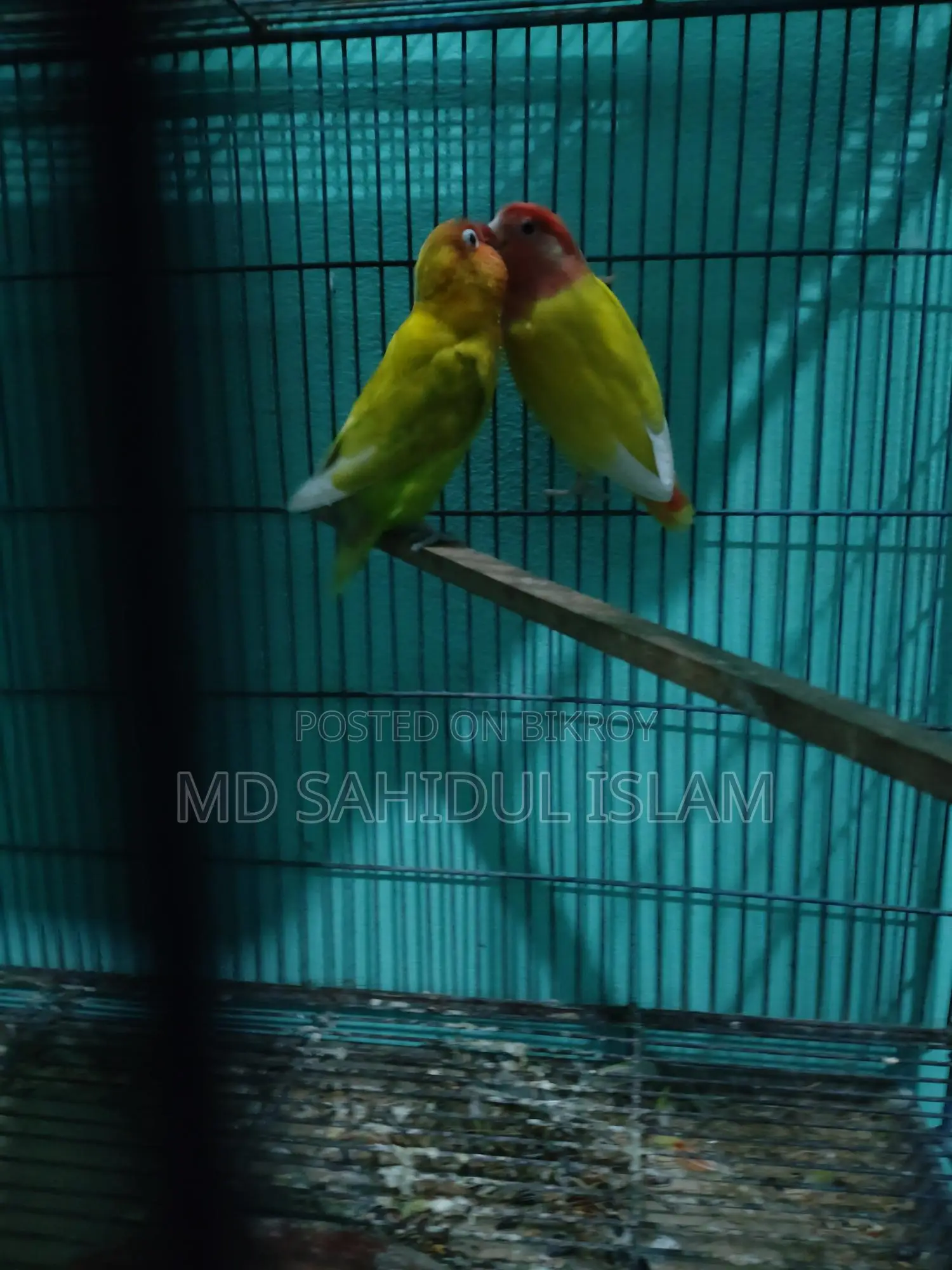 A Pair of Running Lovebirds