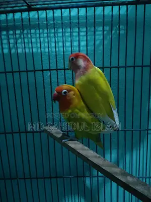 A Pair of Running Lovebirds