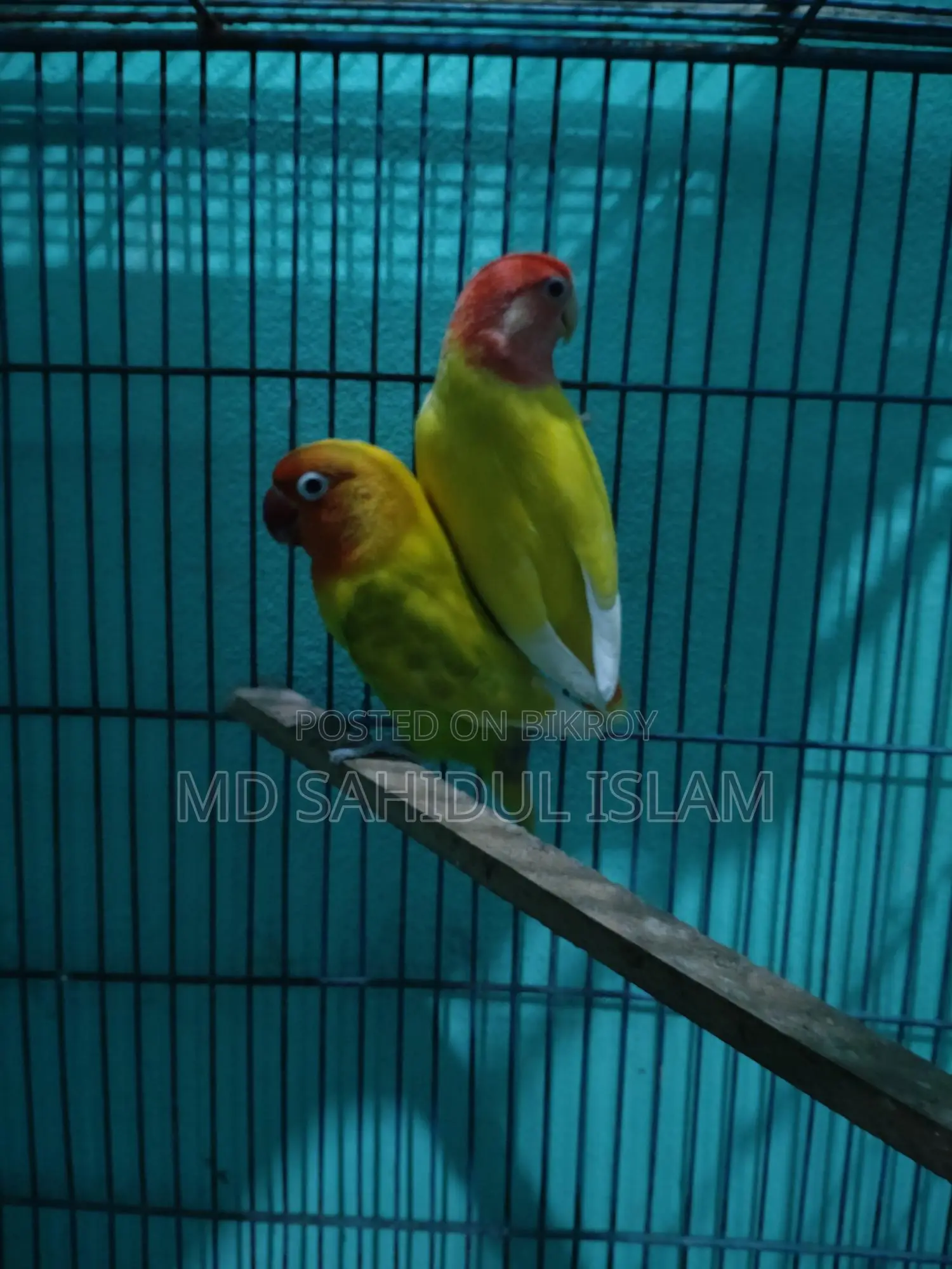 A Pair of Running Lovebirds