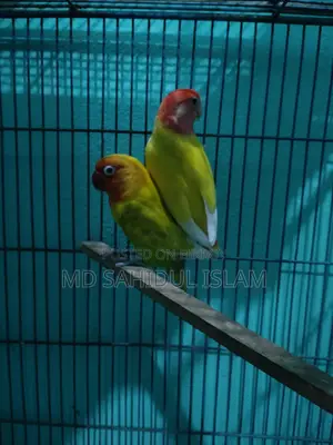 A Pair of Running Lovebirds