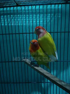 A Pair of Running Lovebirds