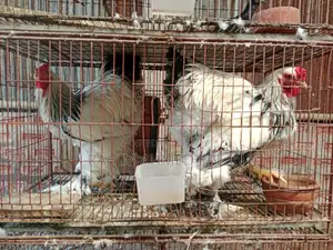 কলেম্বিয়ান লাইট ব্রাহমা নর